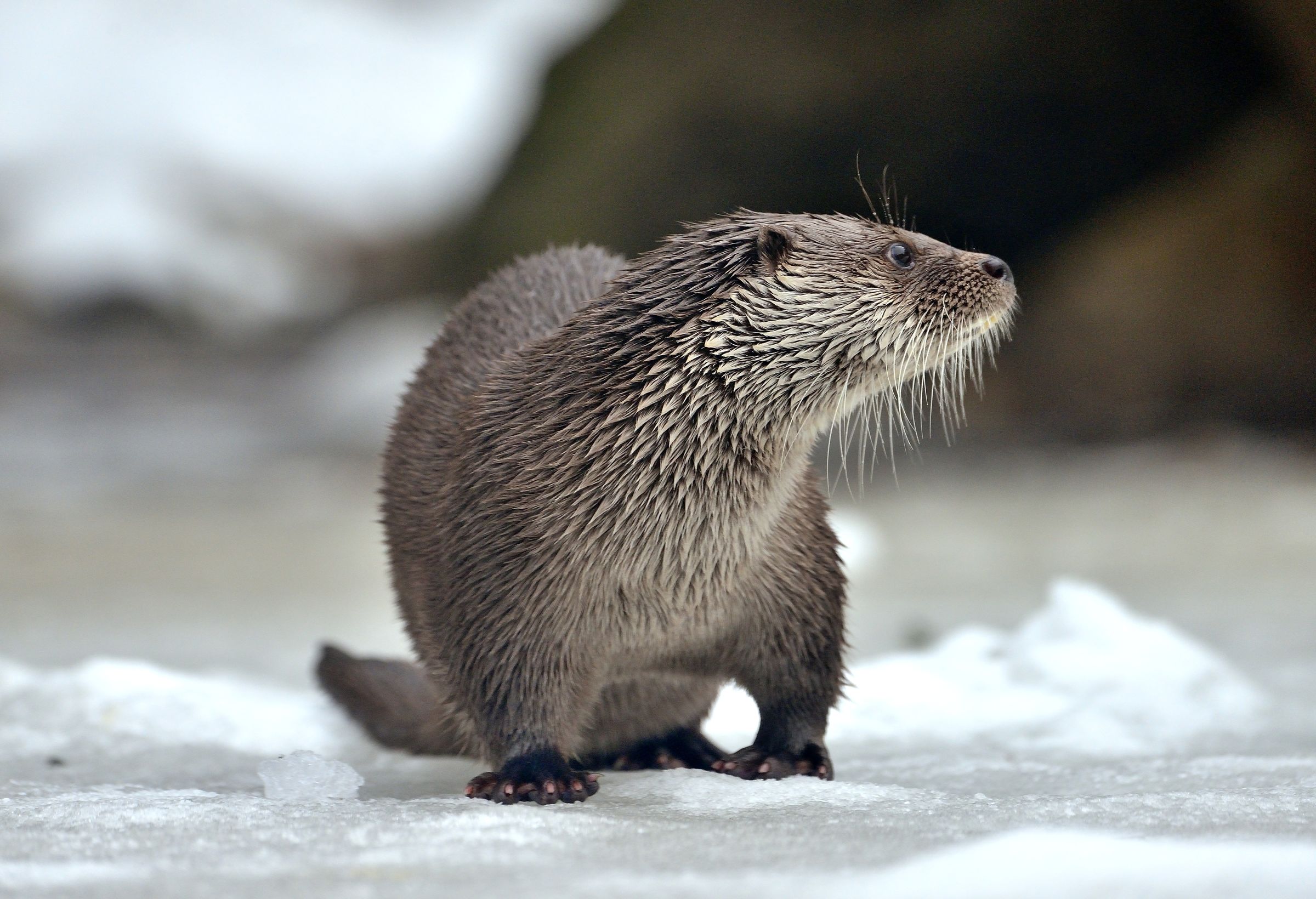 Bayerischen - Lontra