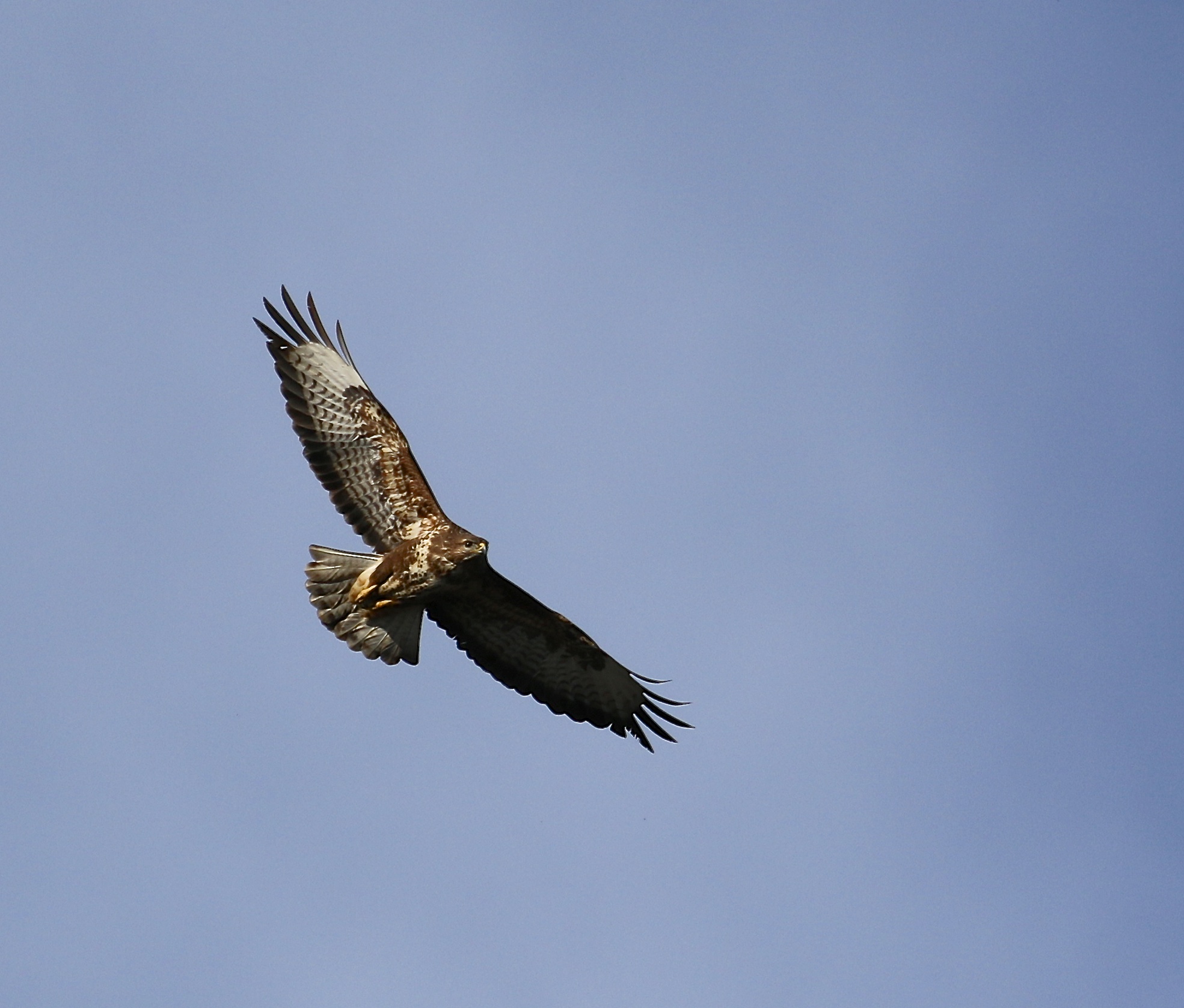 poiana in ricognizione
