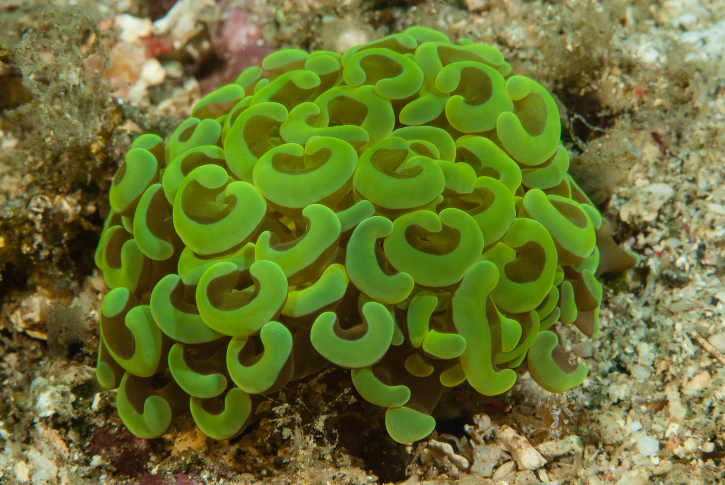 euphyllia ancora