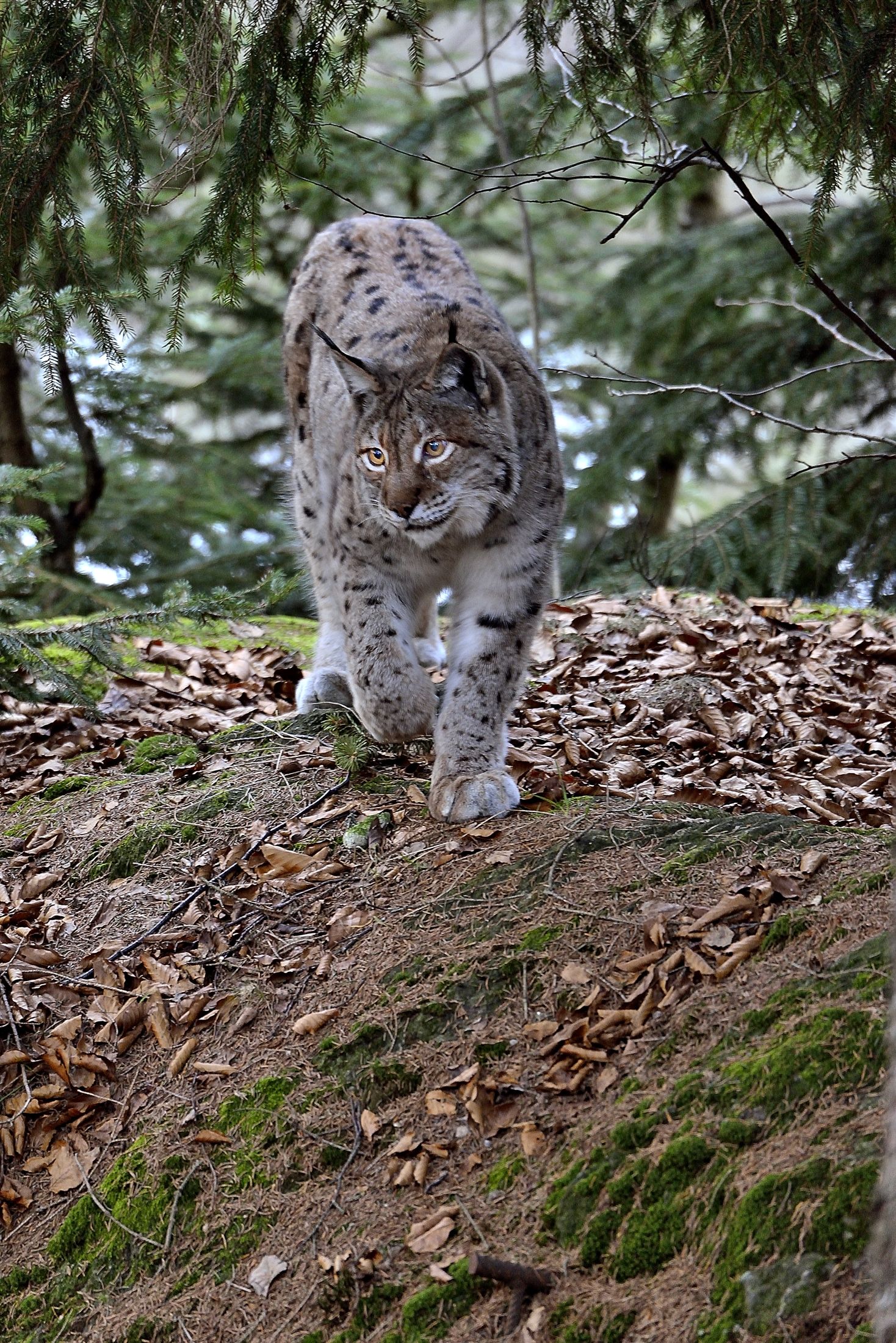 Bayerischen -Lince