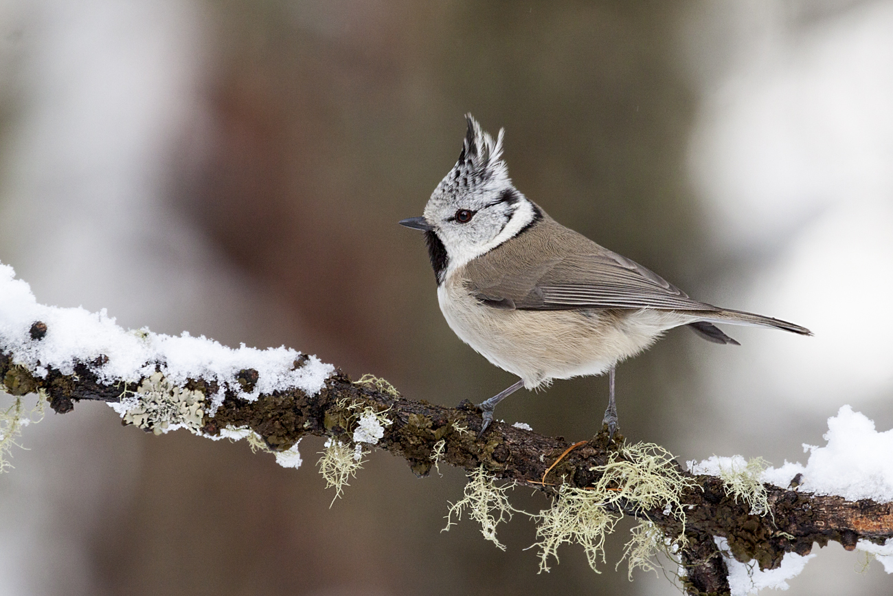 Cincia con il ciuffo