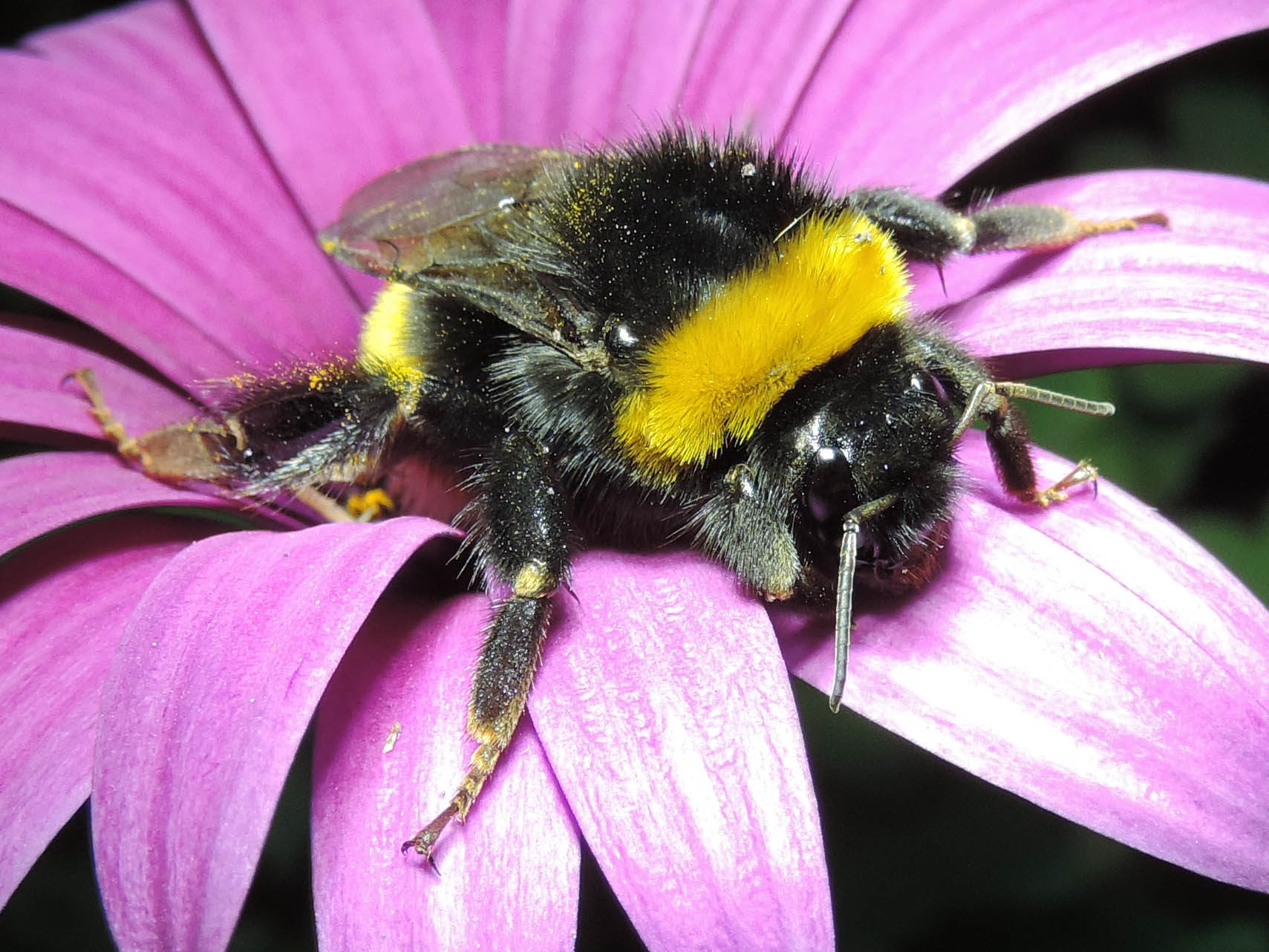 Bombus terrestris