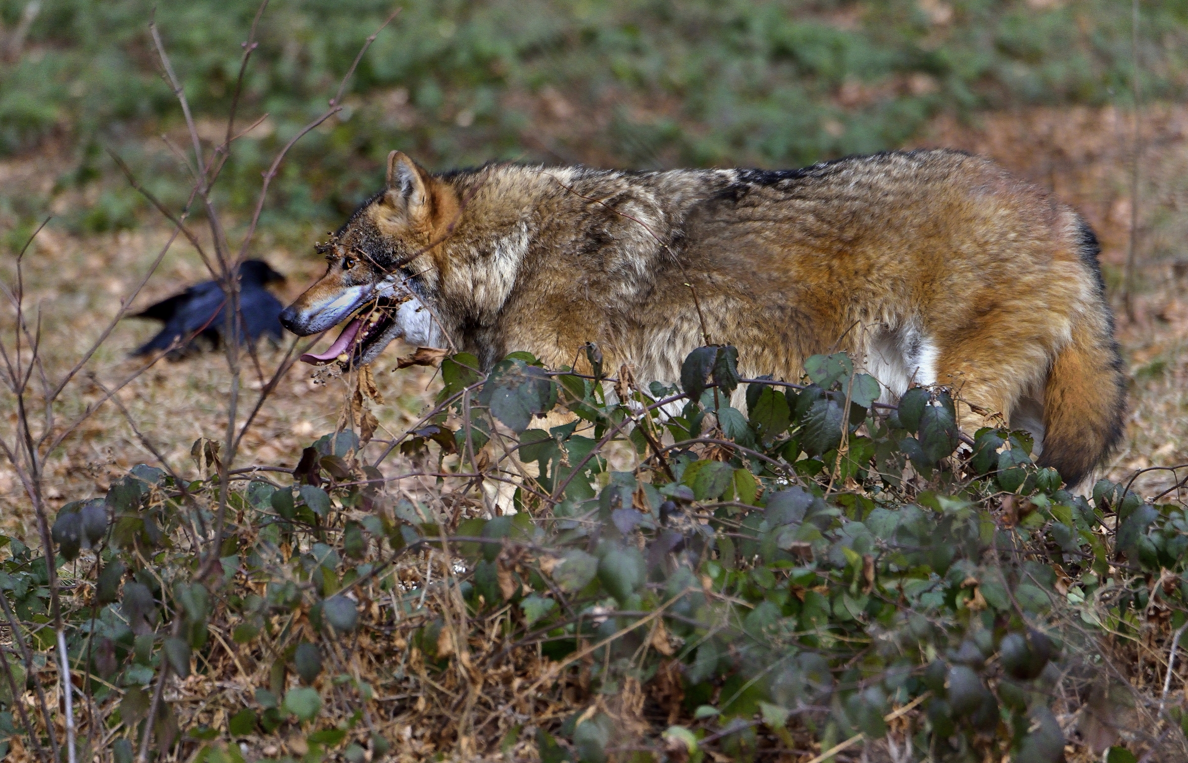 Bayerischen -Lupo e corvo