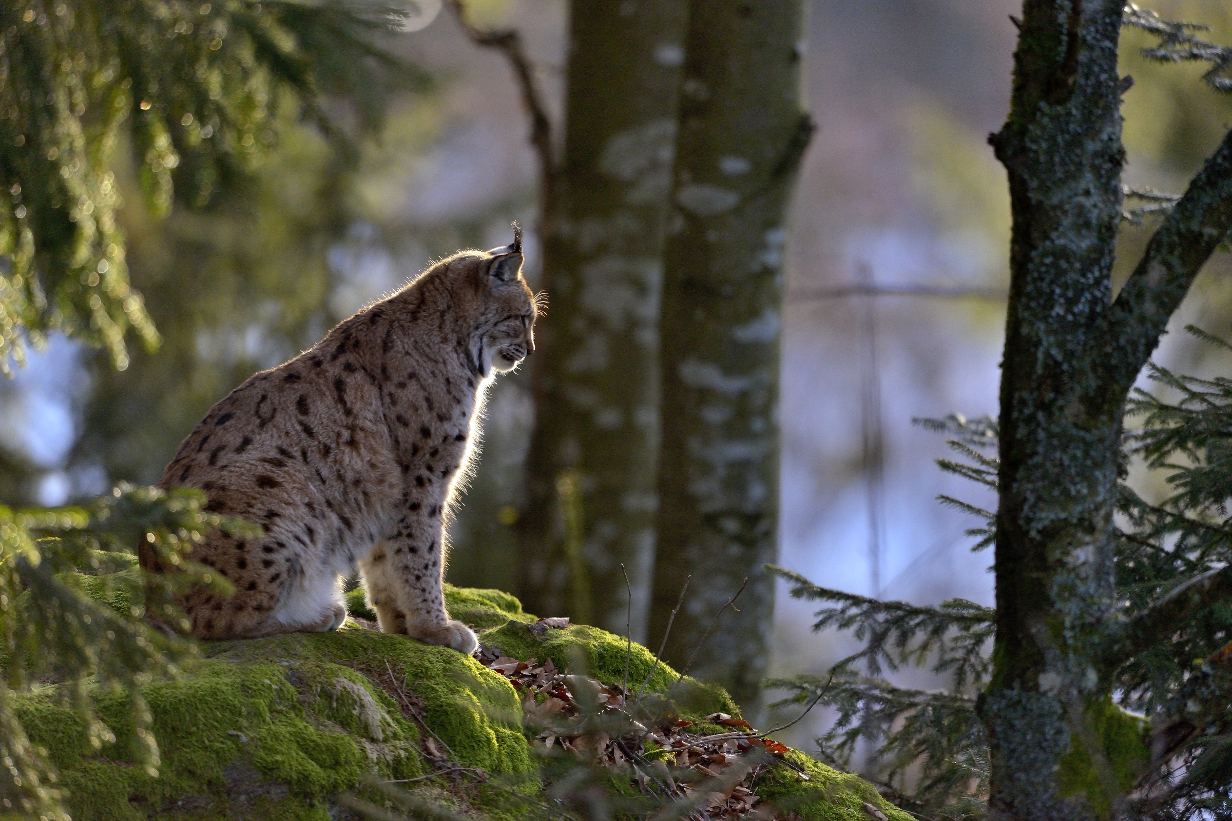 Bayerischen - Lince