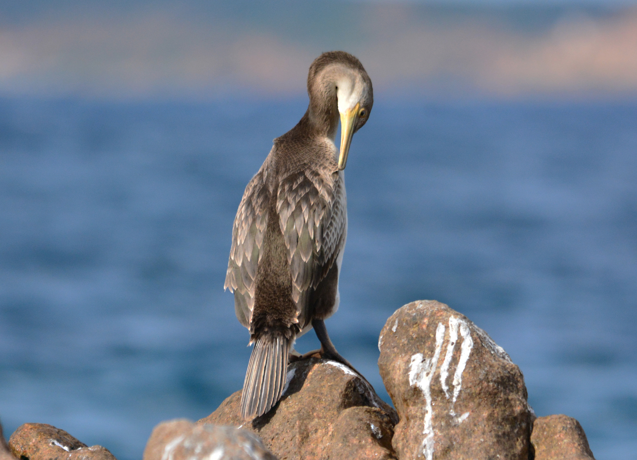 Marangone all'isuledda