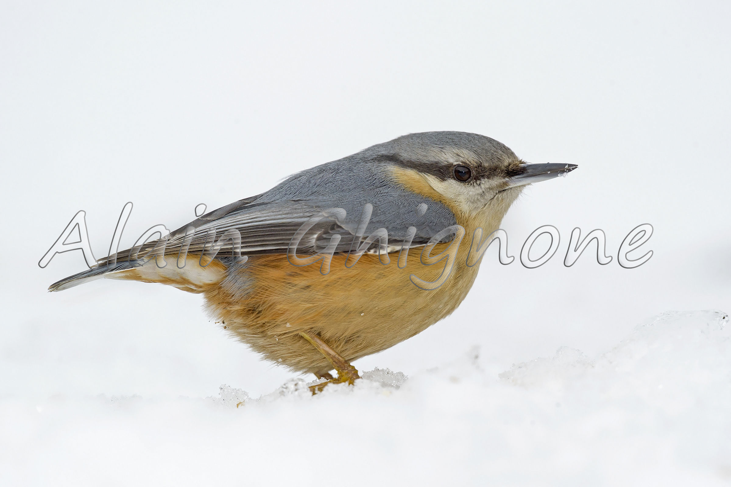 neve e picchio muratore