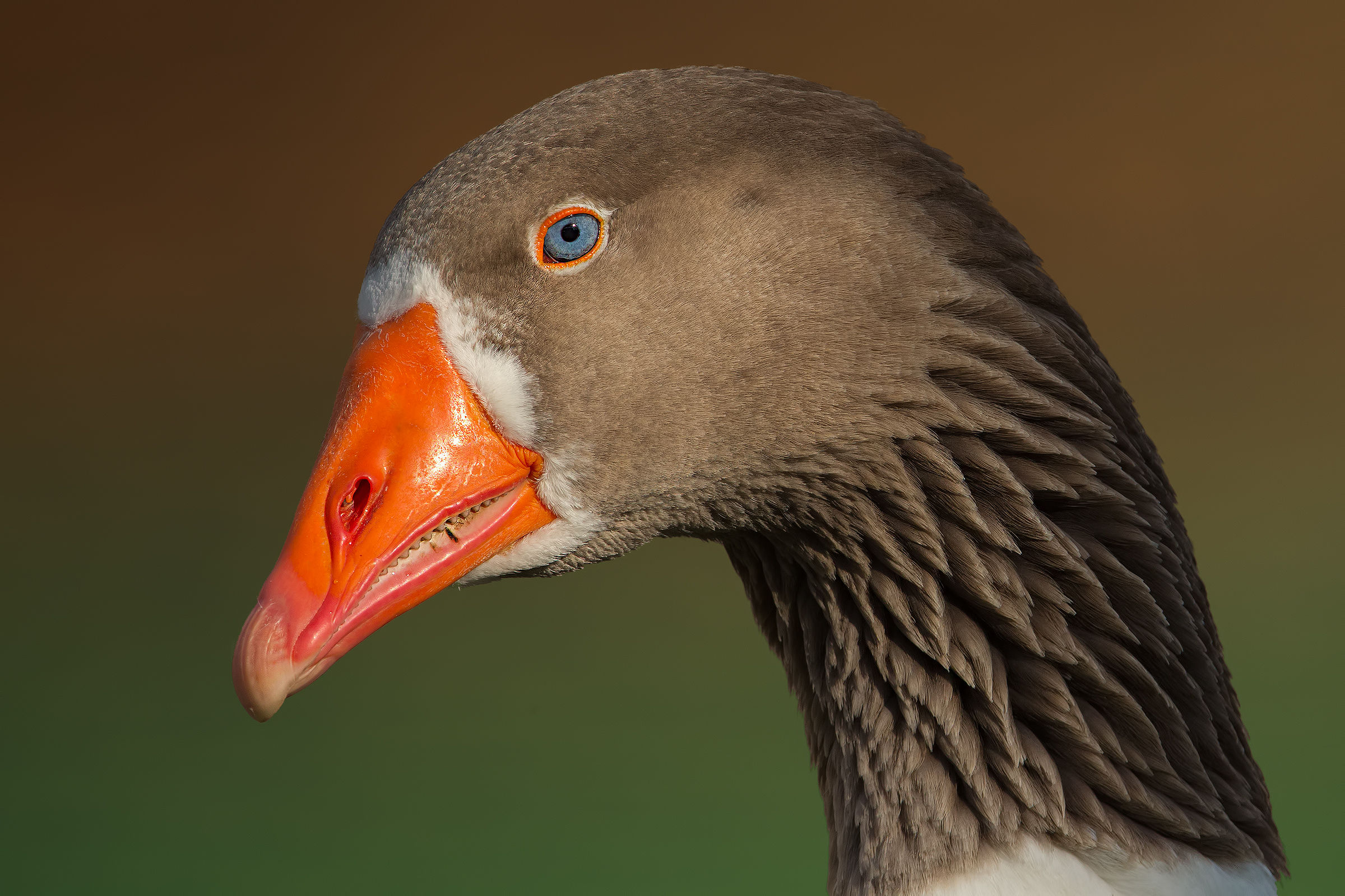 Fronted Goose (only in HD)