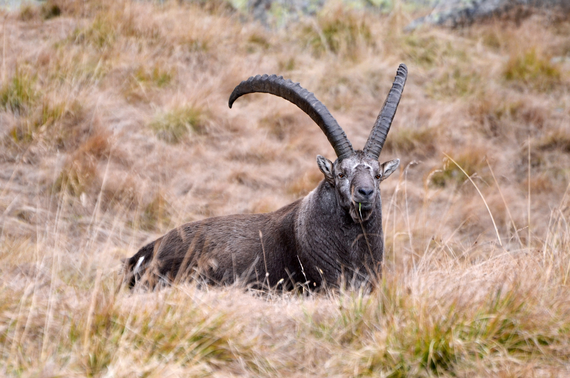 Ibex