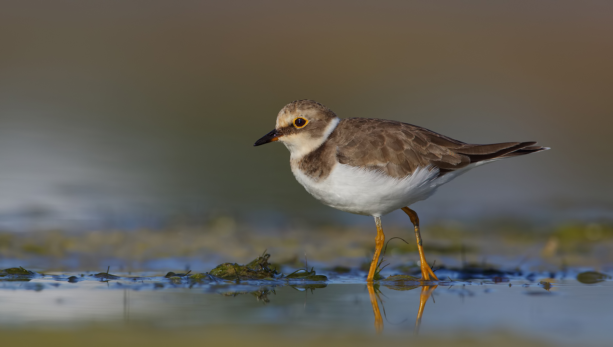 Little Ringed Plover