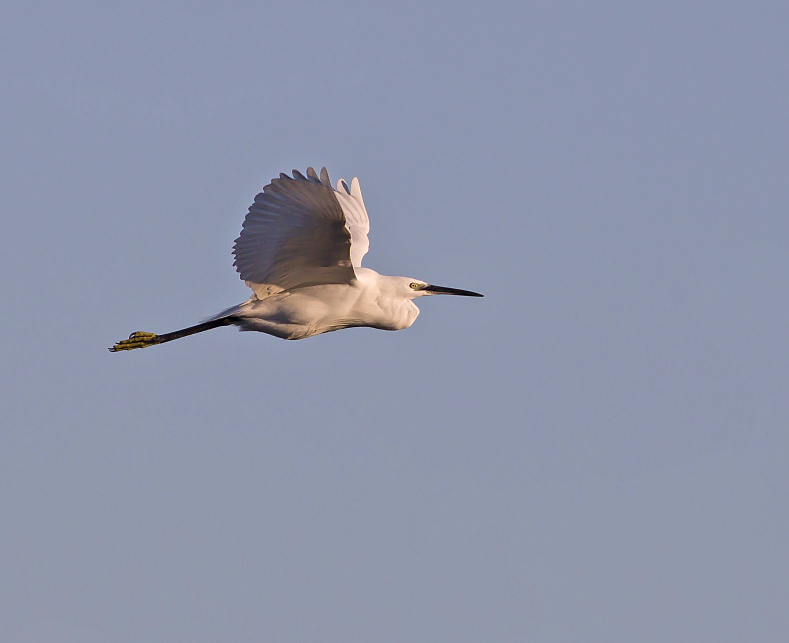 egret in flight