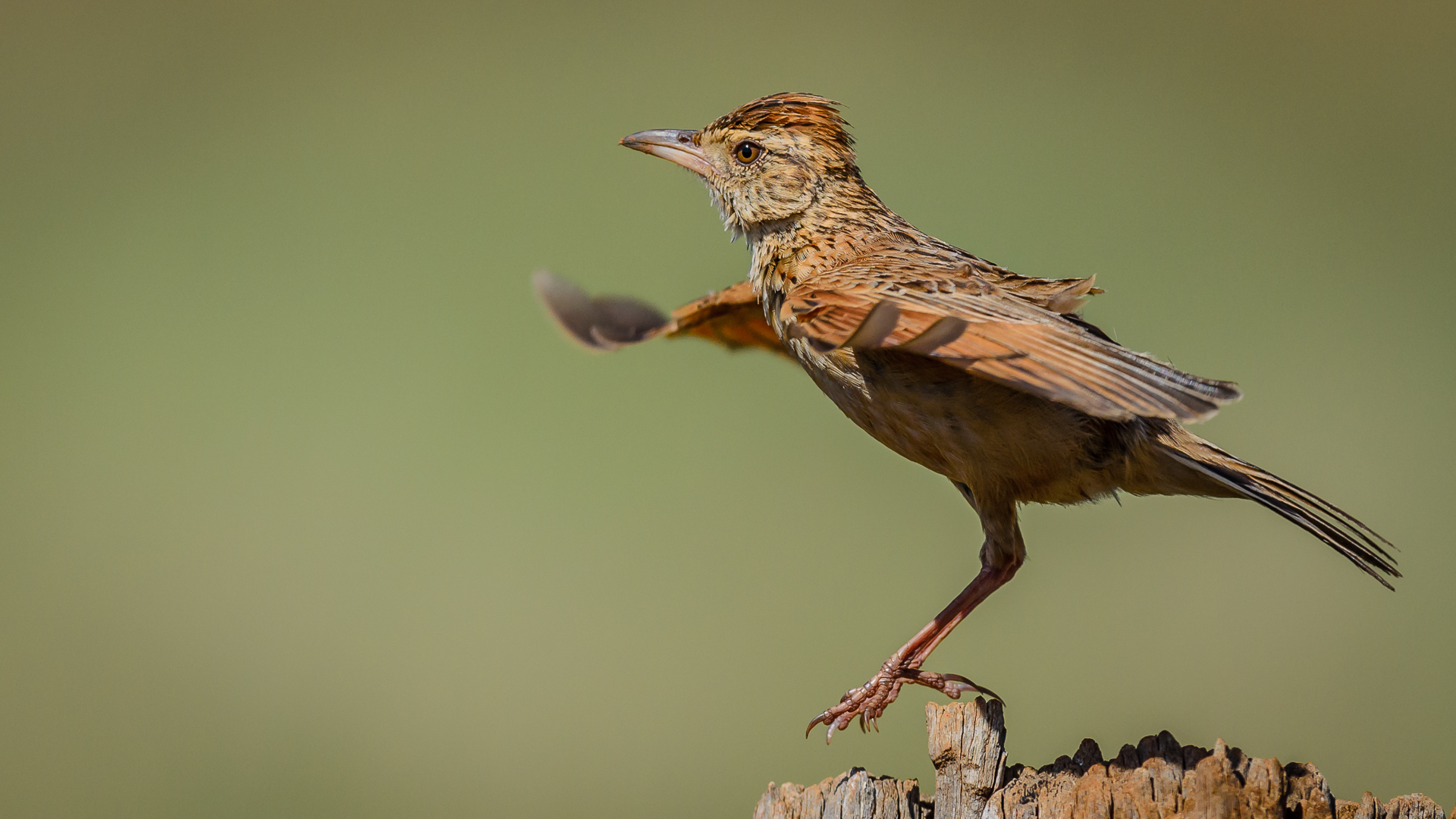 Rufous naped Lark 4406