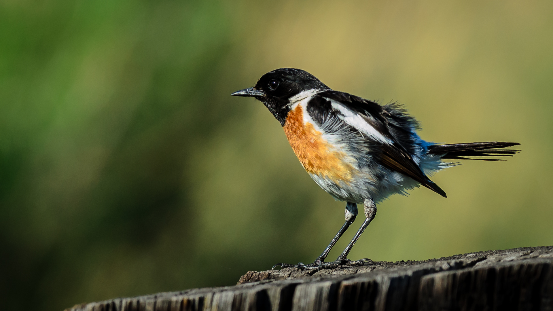 African Stonechat 4229