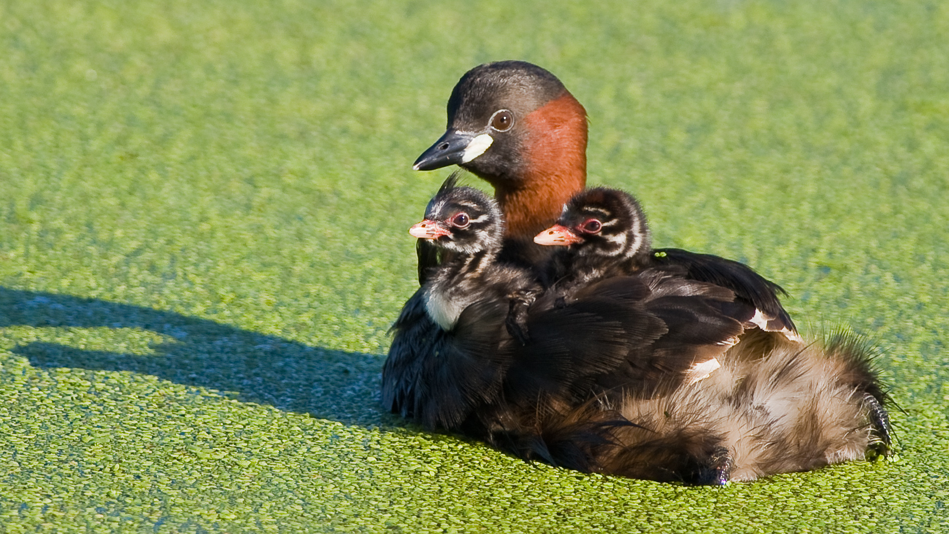 Dabchick with Chicks 2201