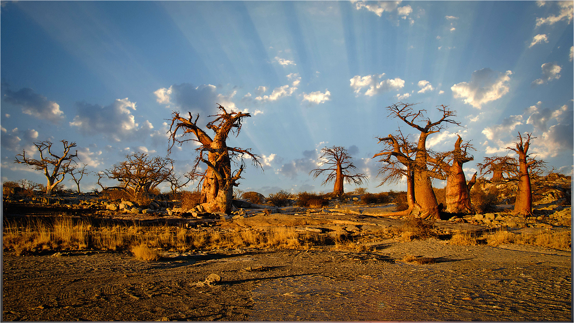 Lekubu Baobabs 2494