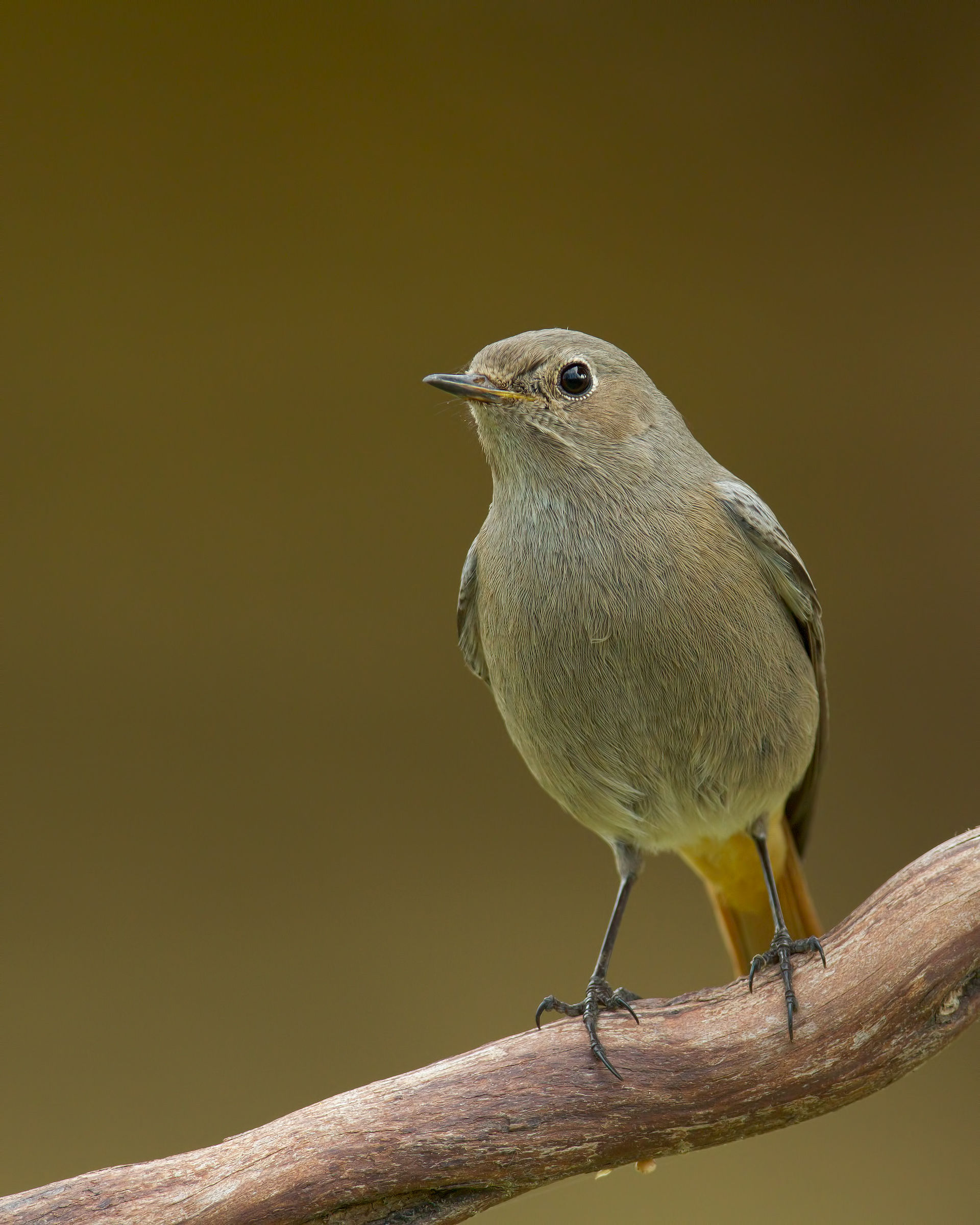 redstart
