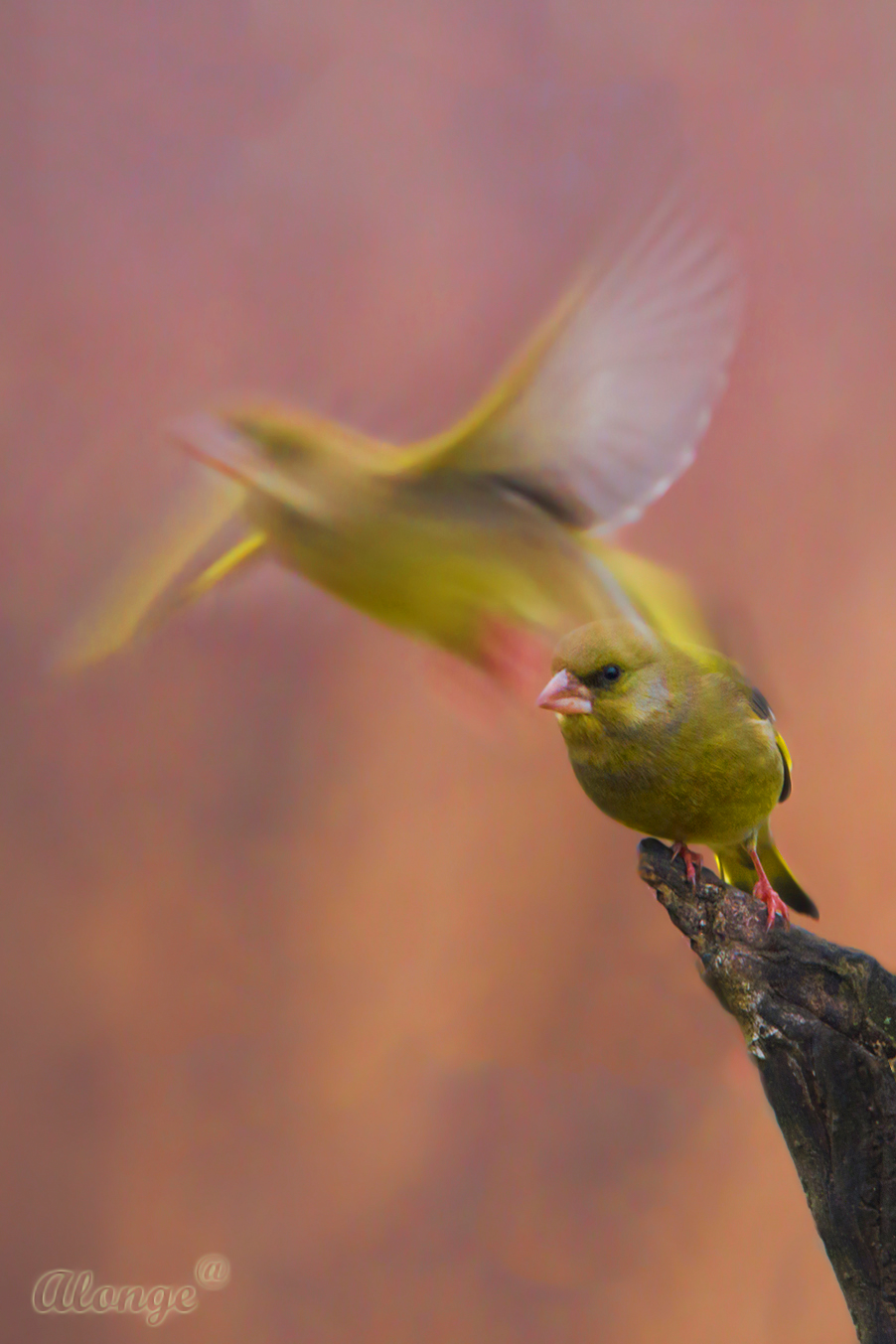 The flight of the soul ....