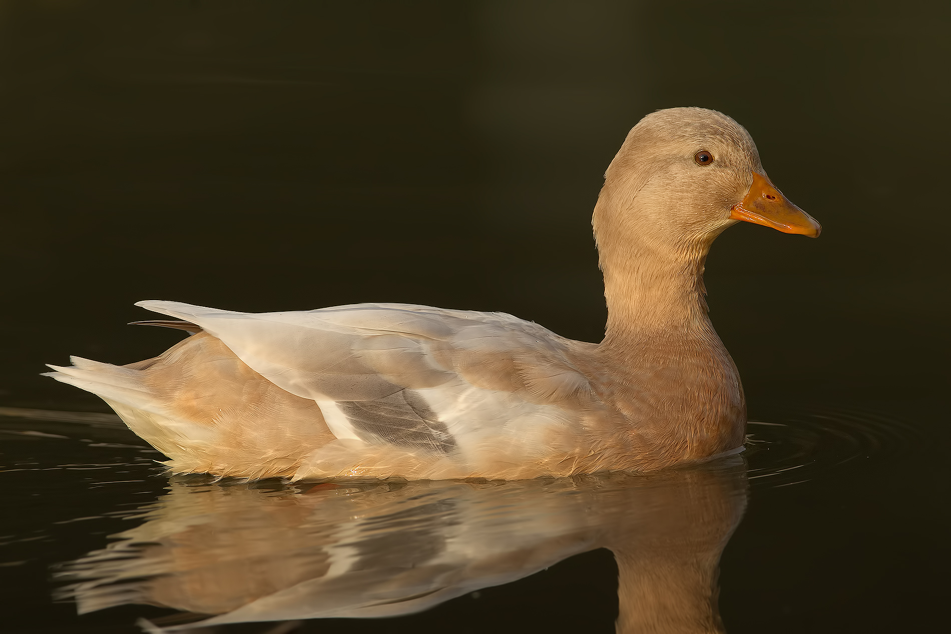 Swedish Yellow Duck
