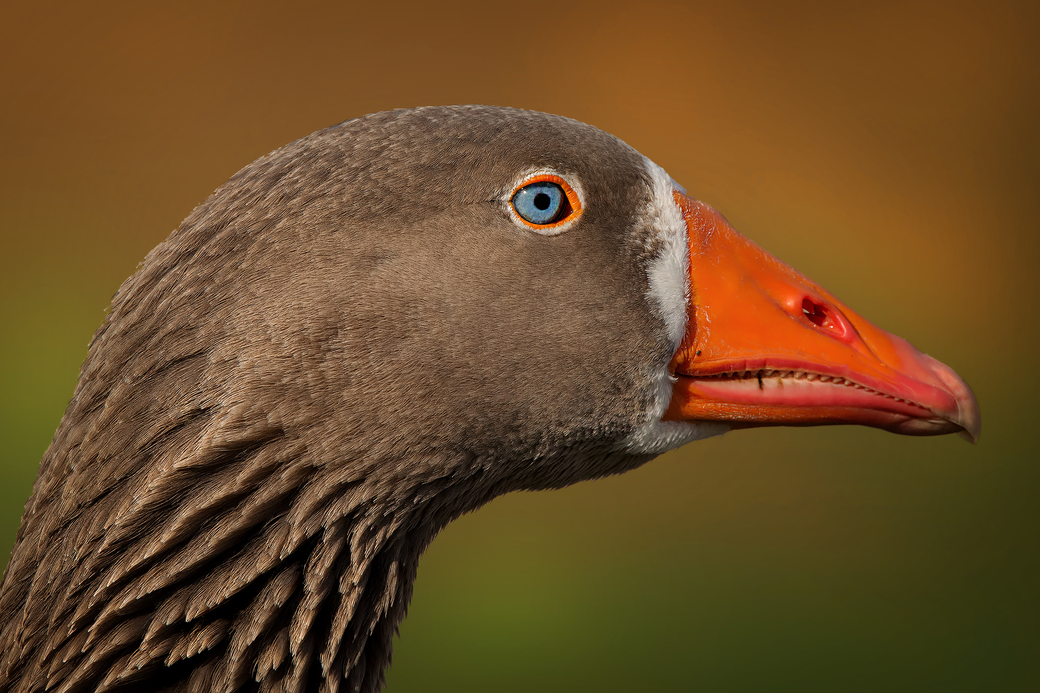 Fronted Goose # 2