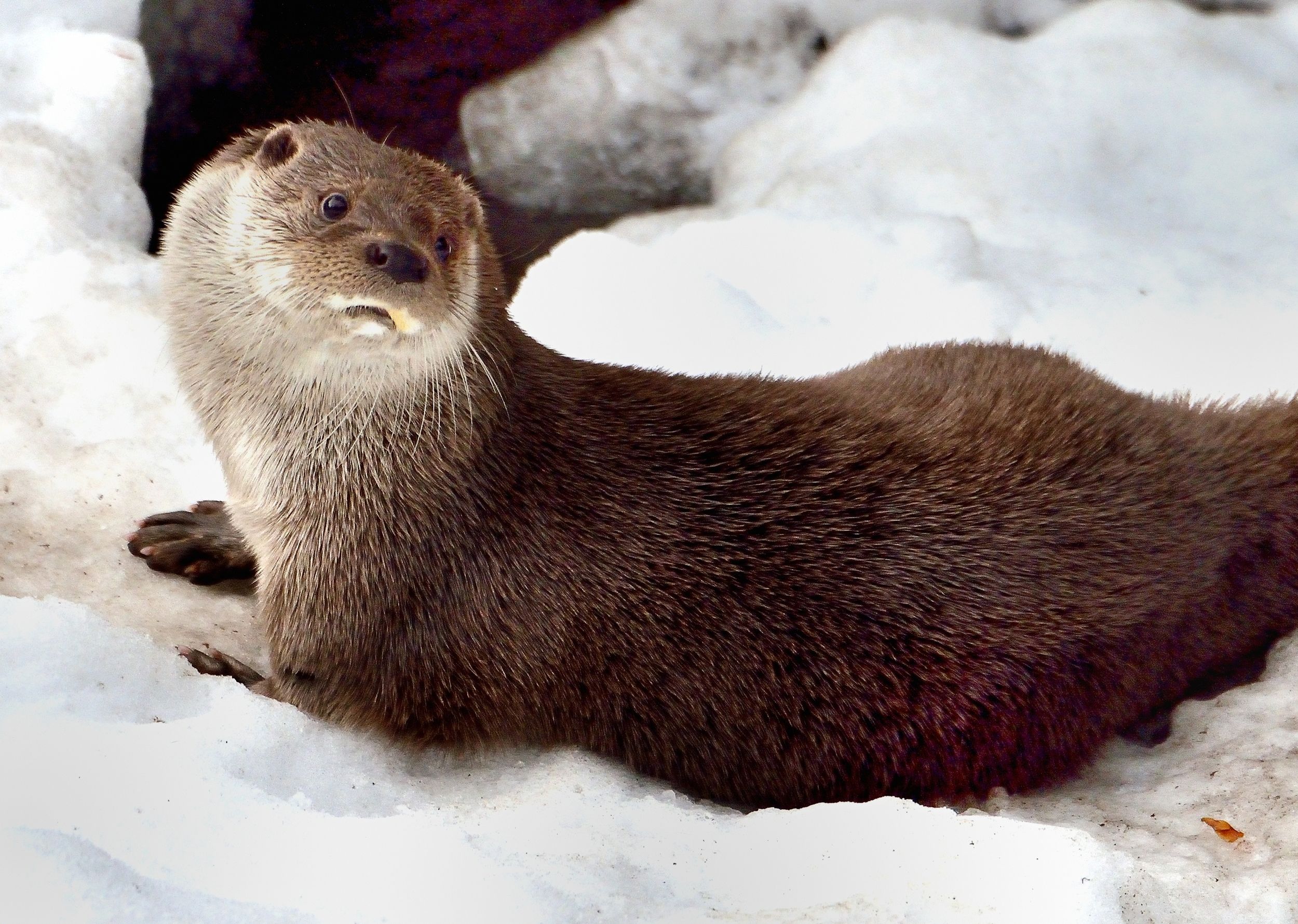 Bayerischen - Lontra