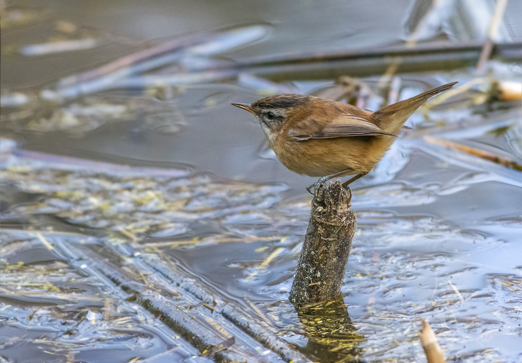 forapaglie castagnolo