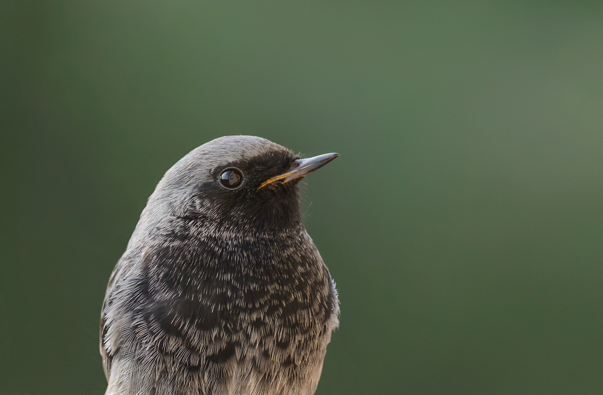 Ritratto di codirosso spazzacamino...