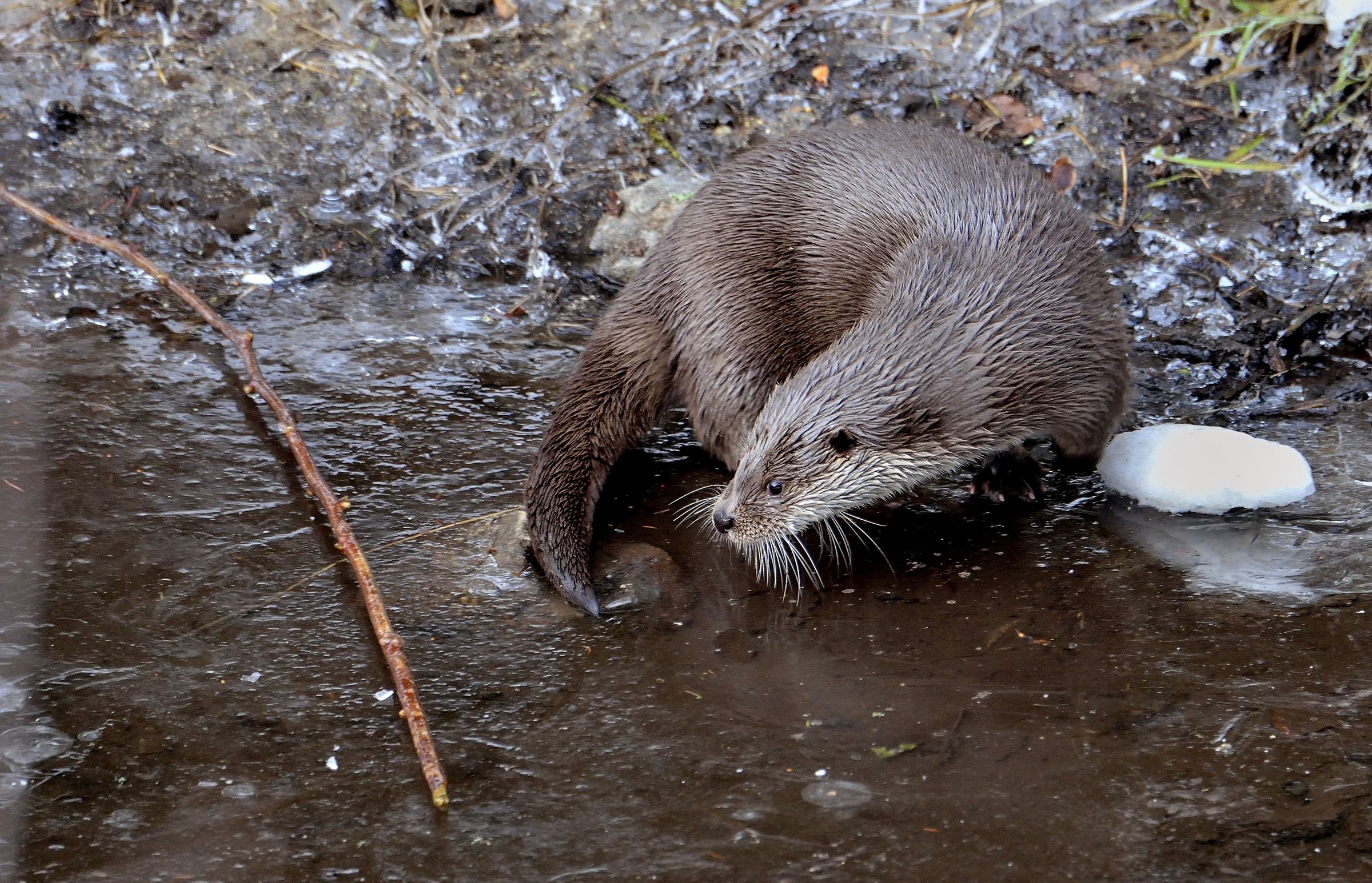 Bayerischen - Lontra