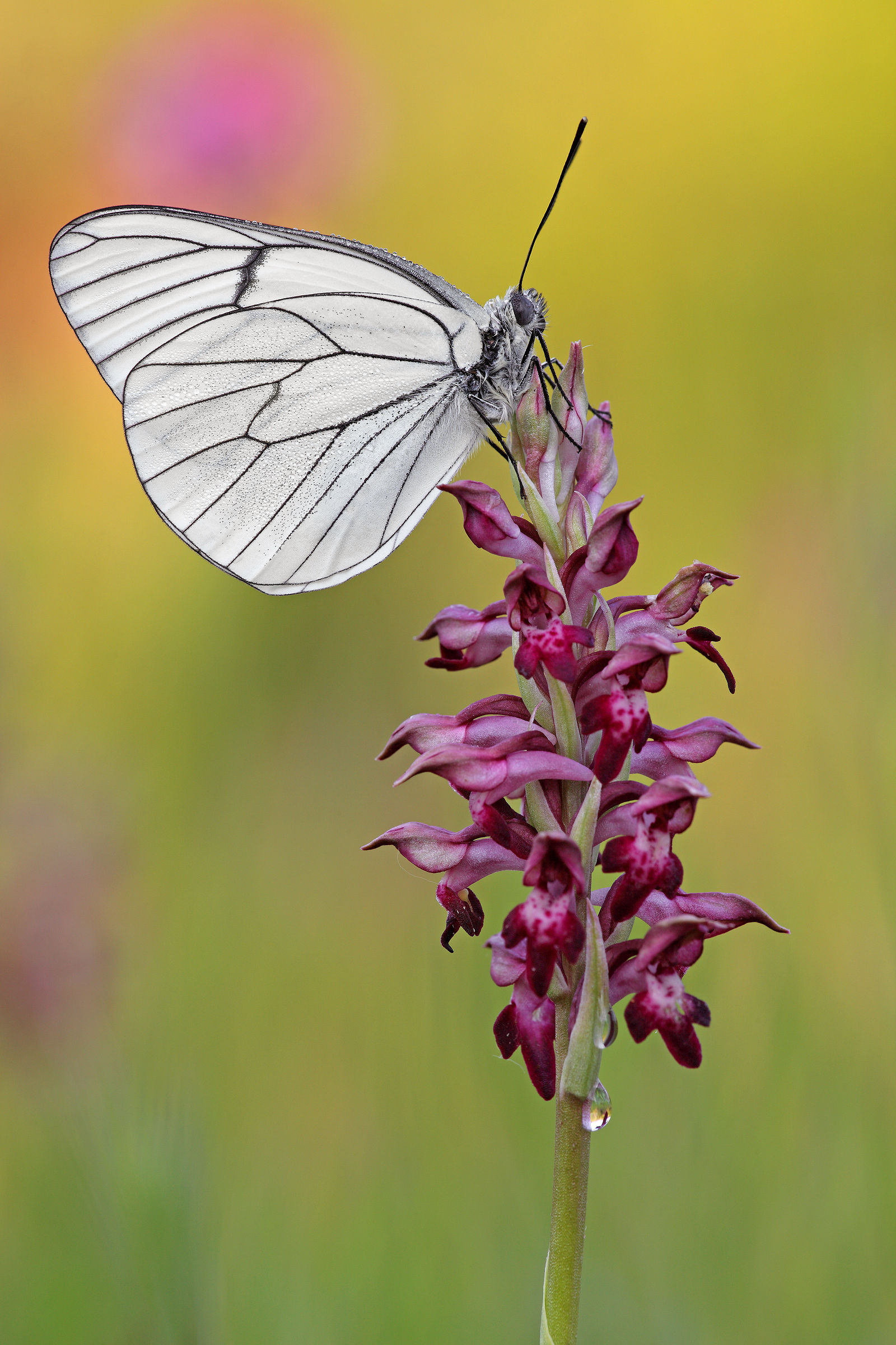 Aporia crataegi on Anacamptis coriophora
