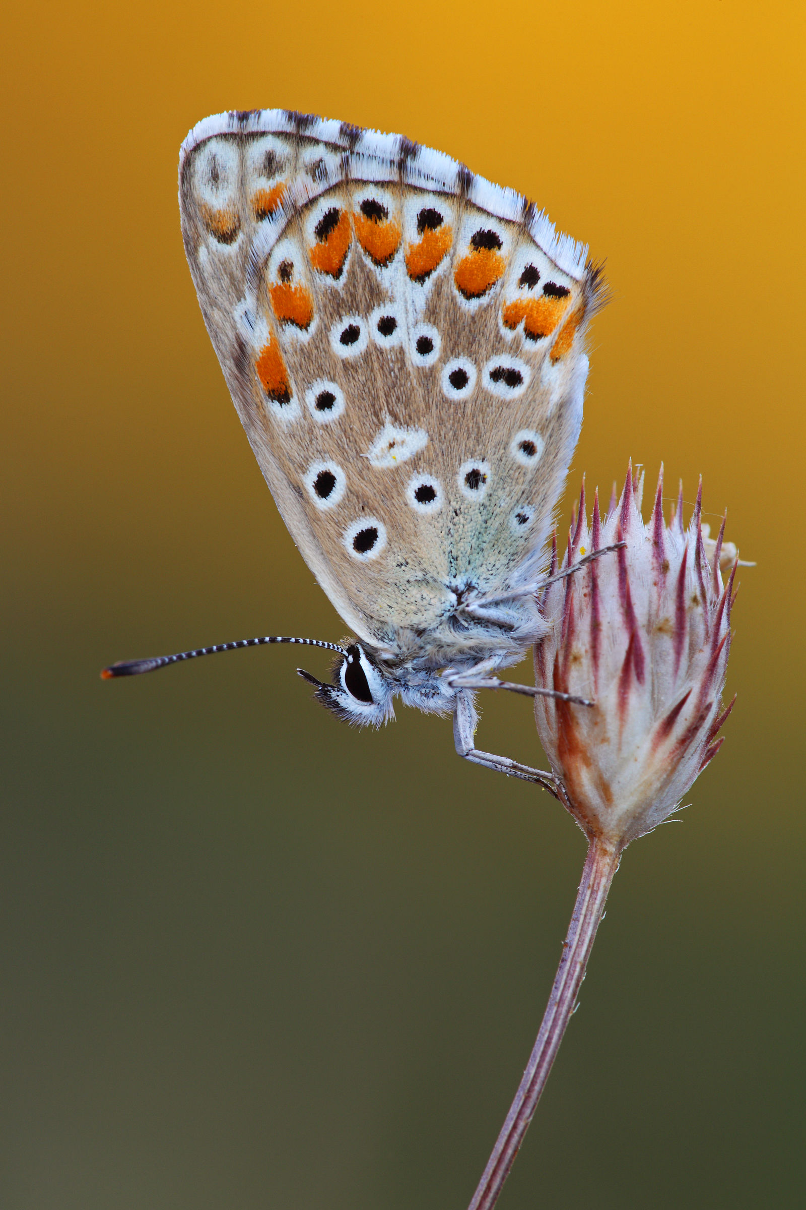 Polyommatus icarus