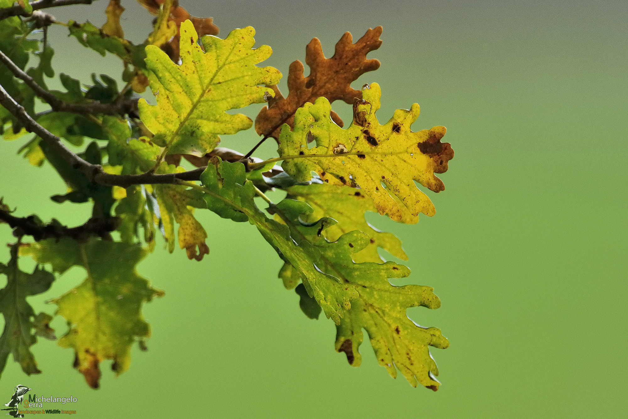 Camouflage color in nature