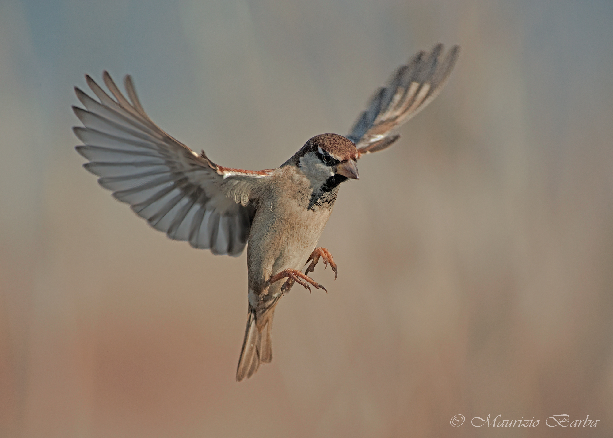 Sparrow