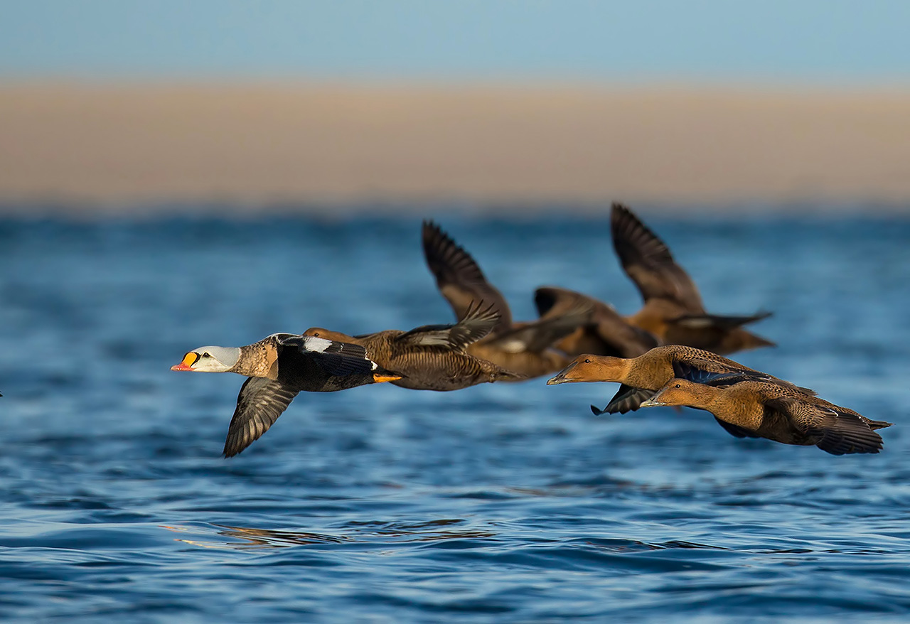 King Eider