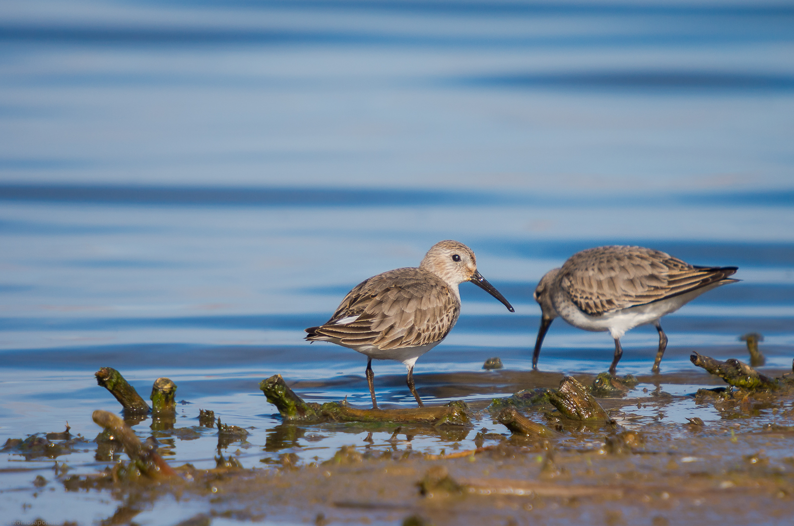 Piovanelli pancianera