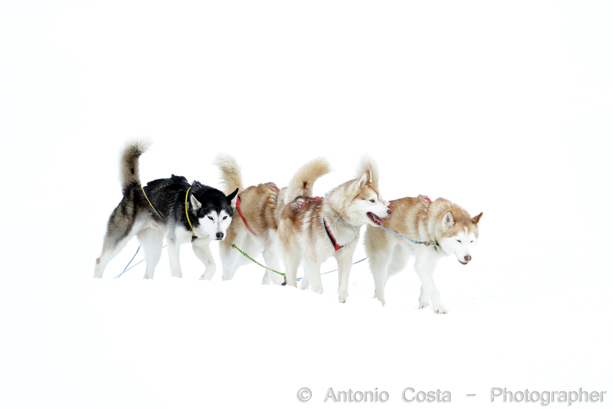 Sleddog al Colle del Sestriere