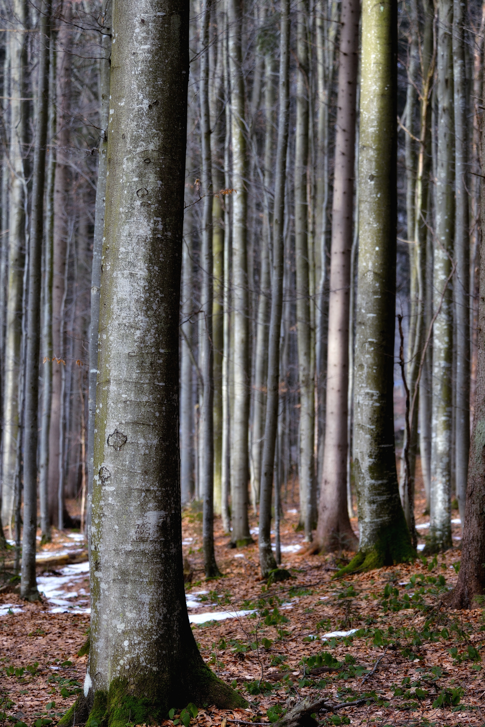 Bayerischen - Foresta