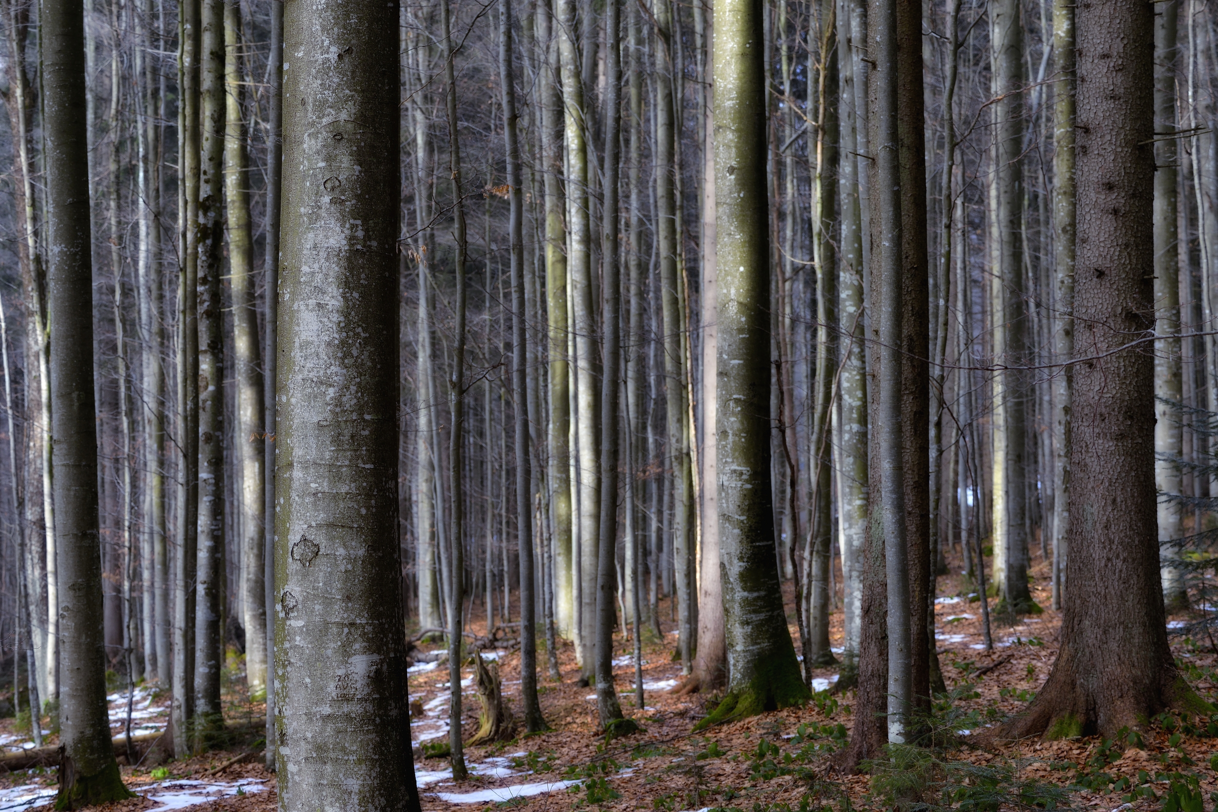 Bayerischen - Foresta