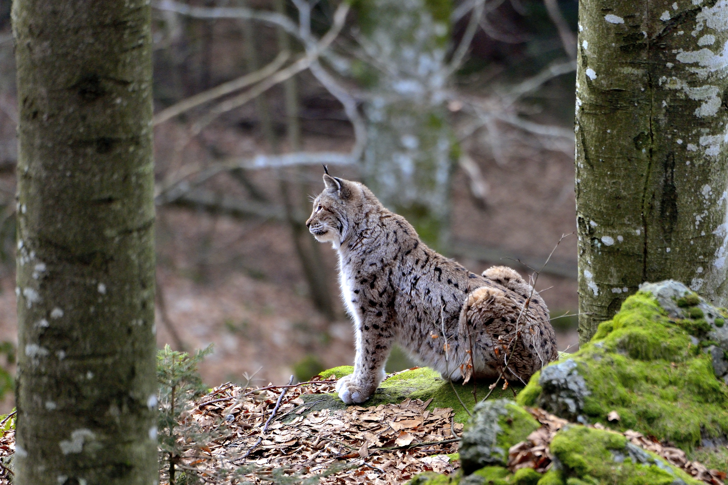 Bayerischen - Lince
