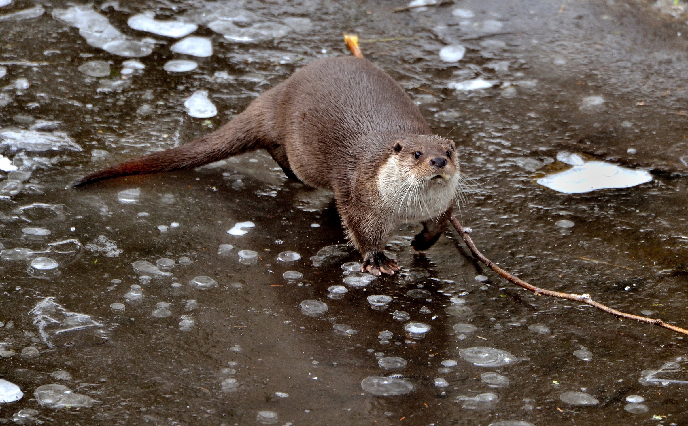 Bayerischen - Lontra