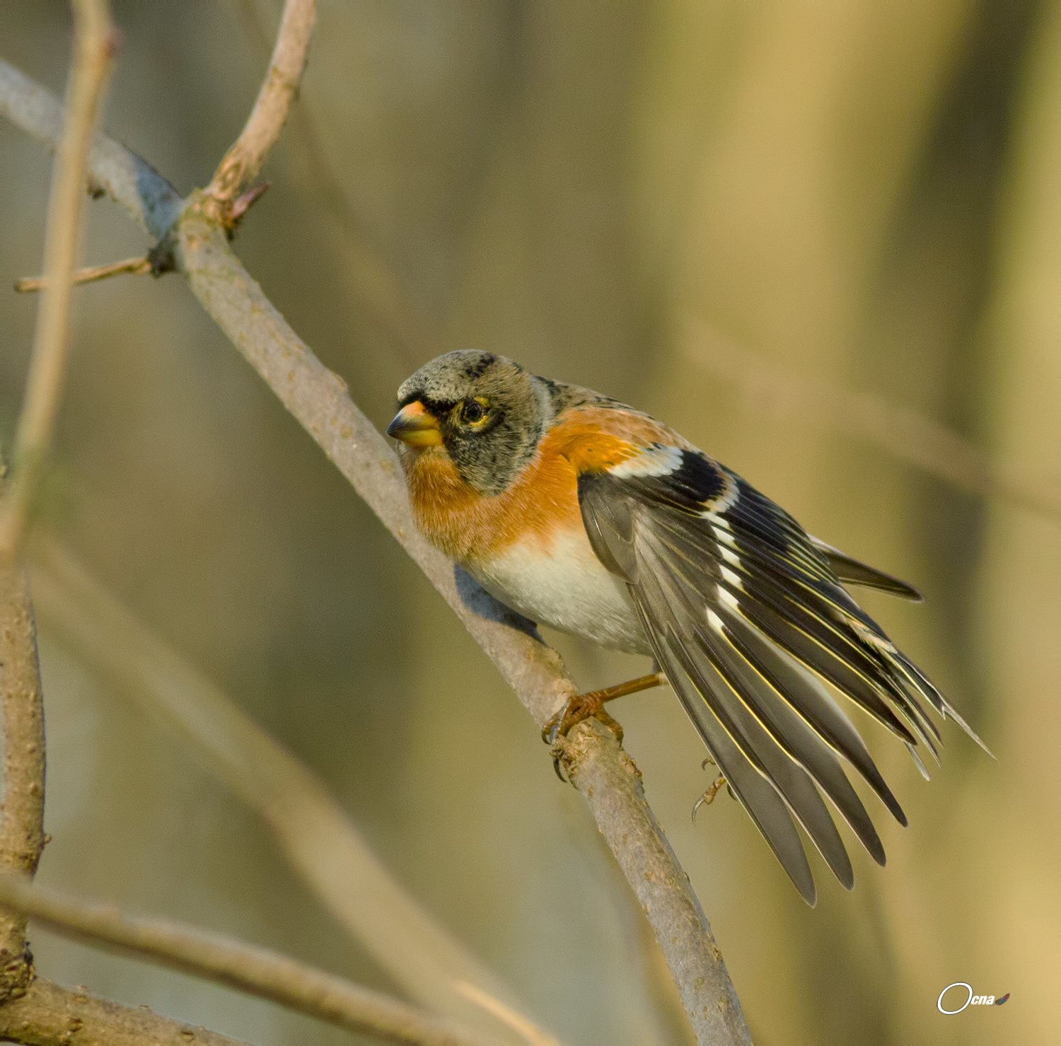 peppola ambientata.....con ventaglio