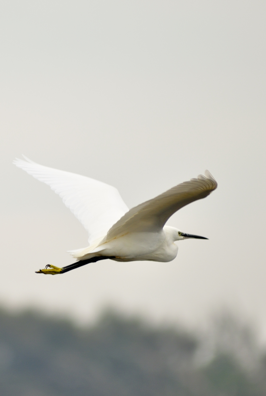 Egret in flight