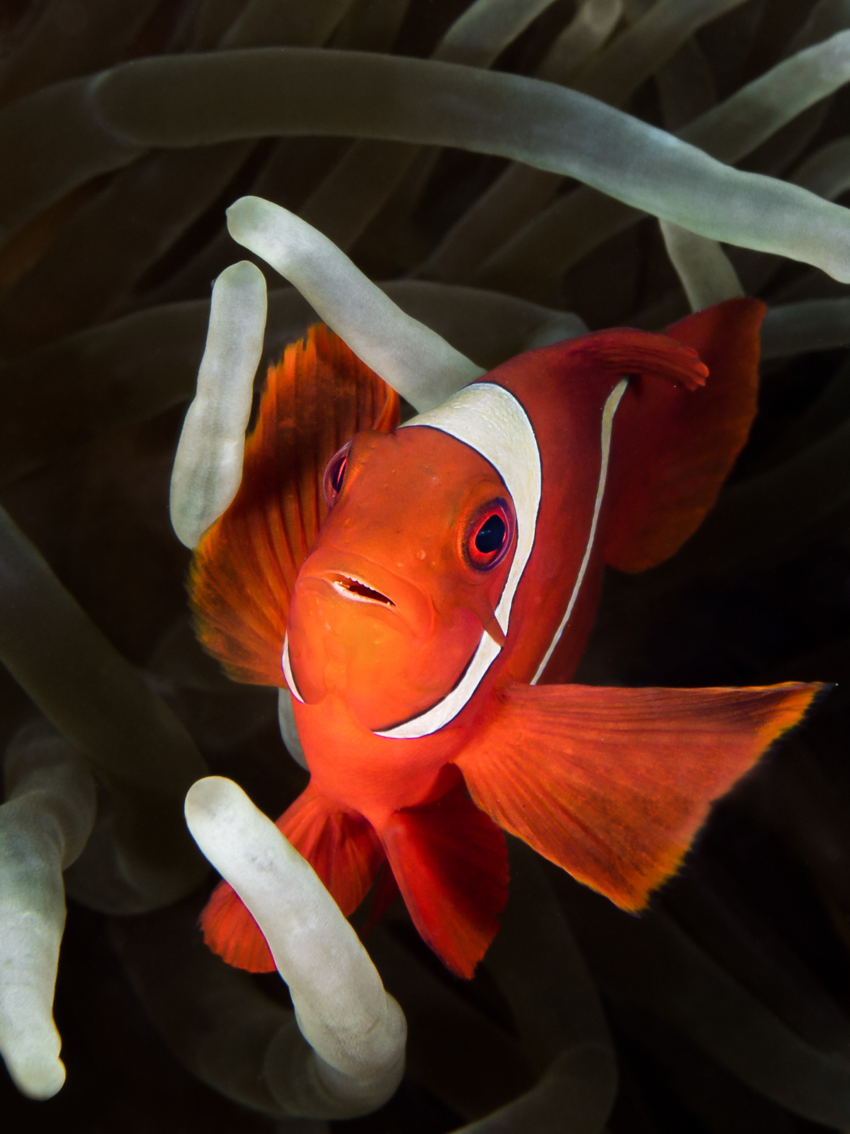 Colored in white anemone