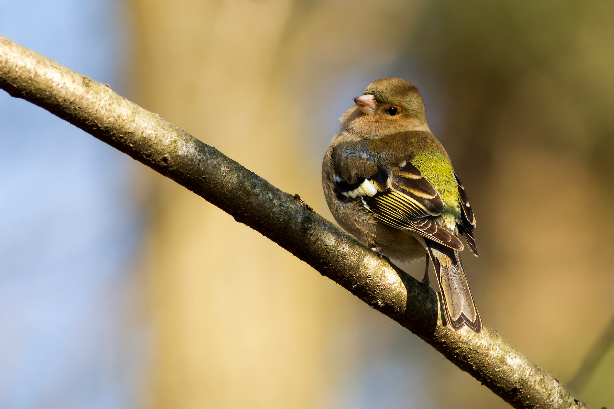 Male Chaffinch