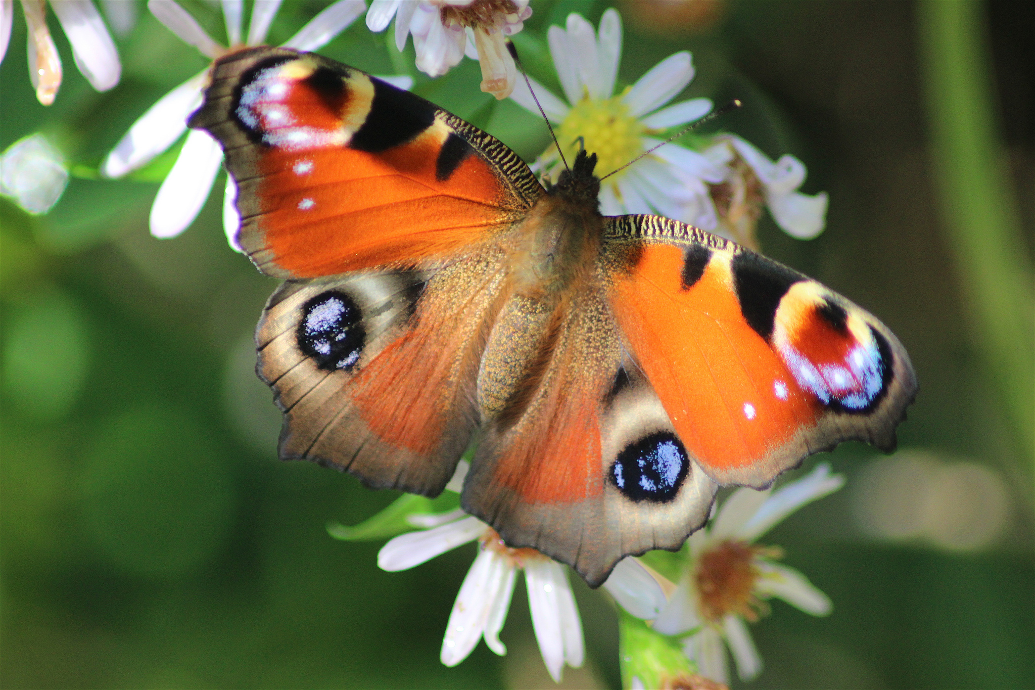 Vanessa Io (Aglais urticae)