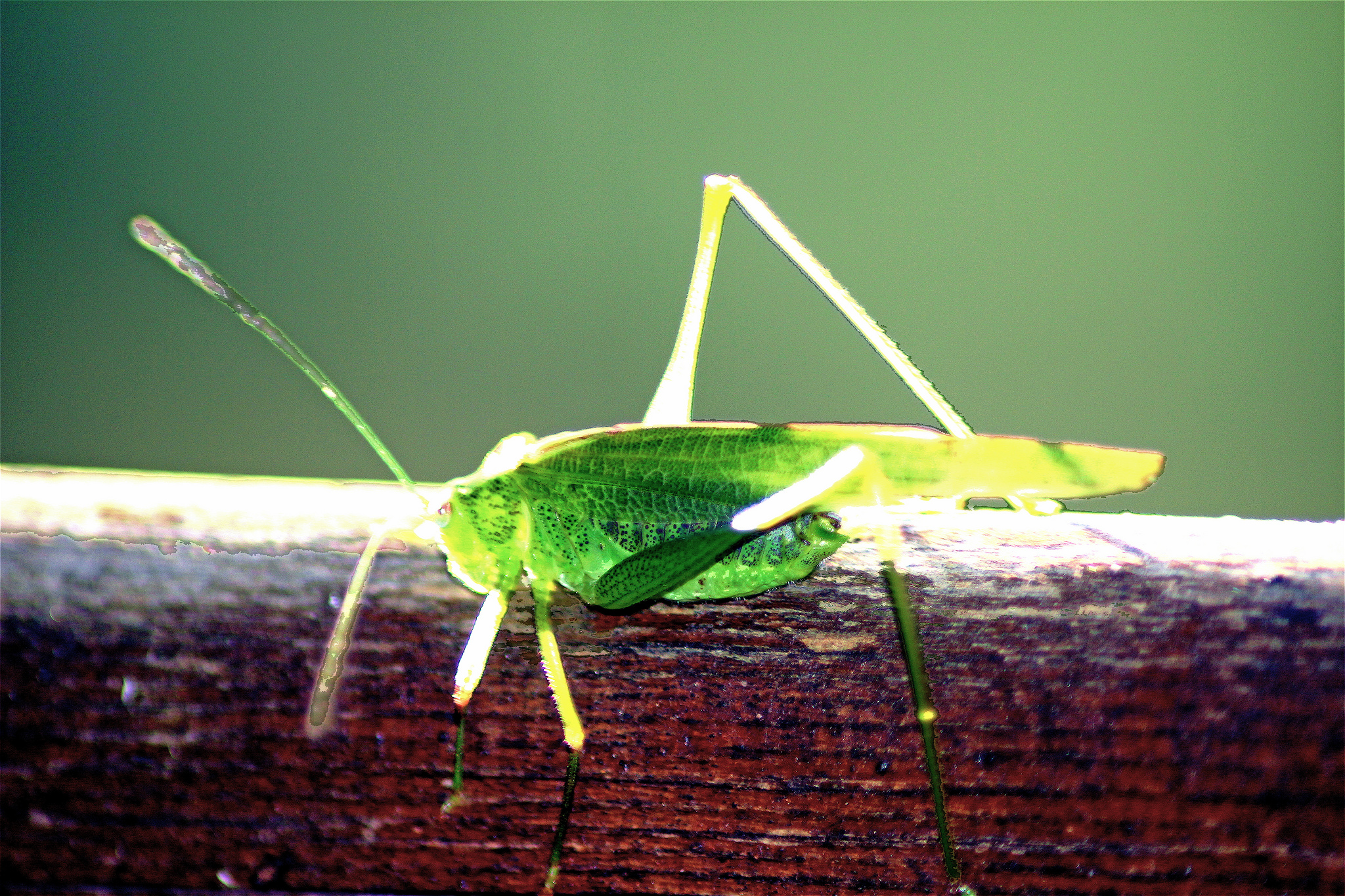 cavalletta controluce