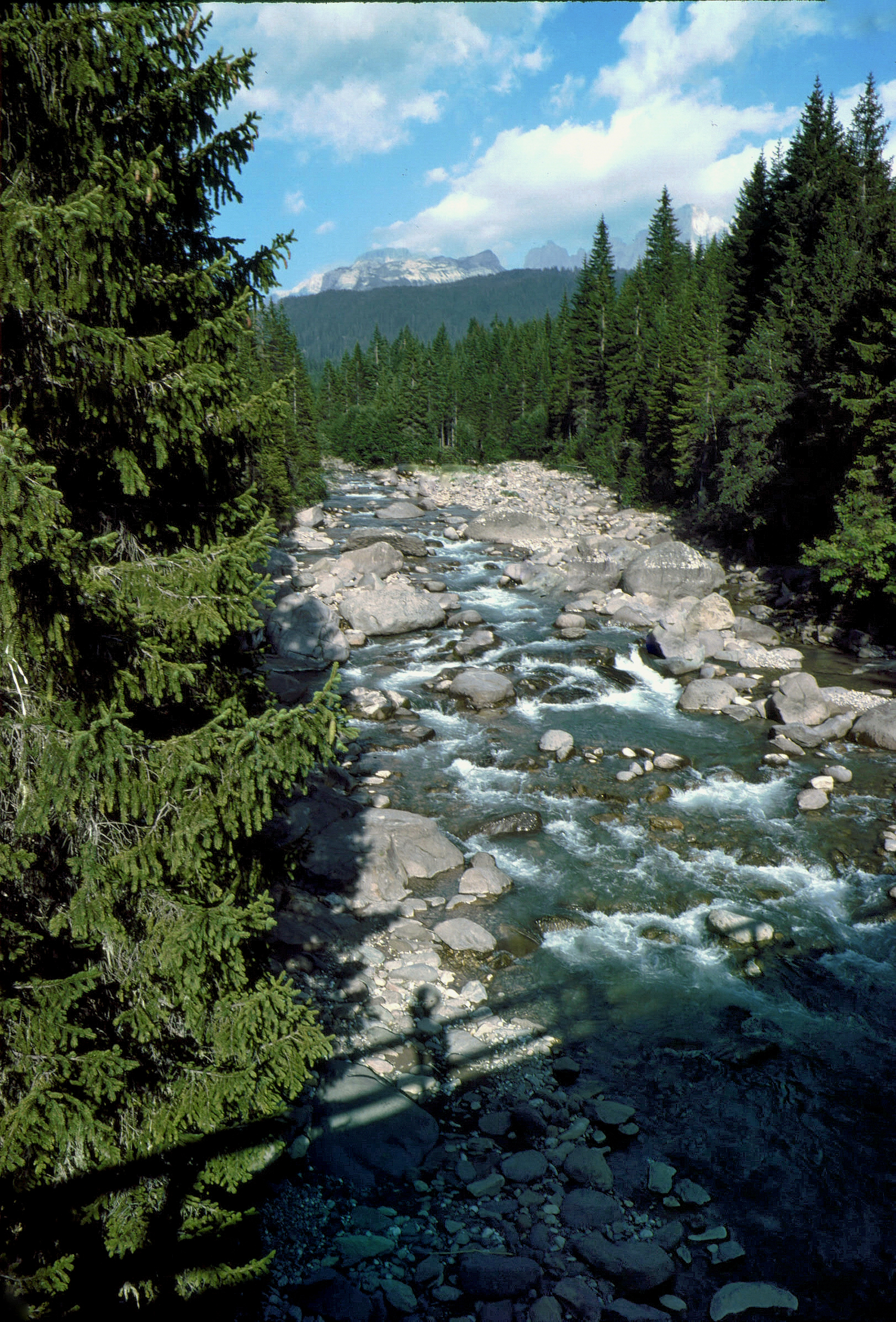 Ombre sul Travignolo - 1982