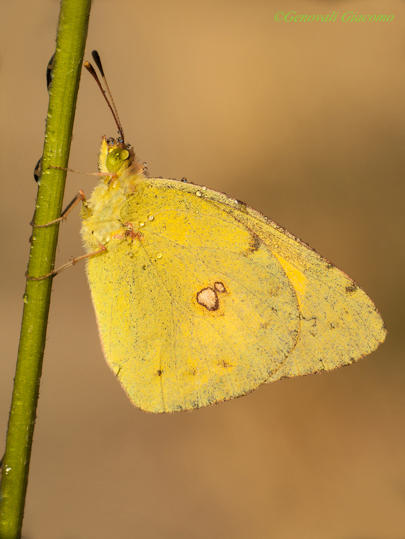 a classic "the colias"