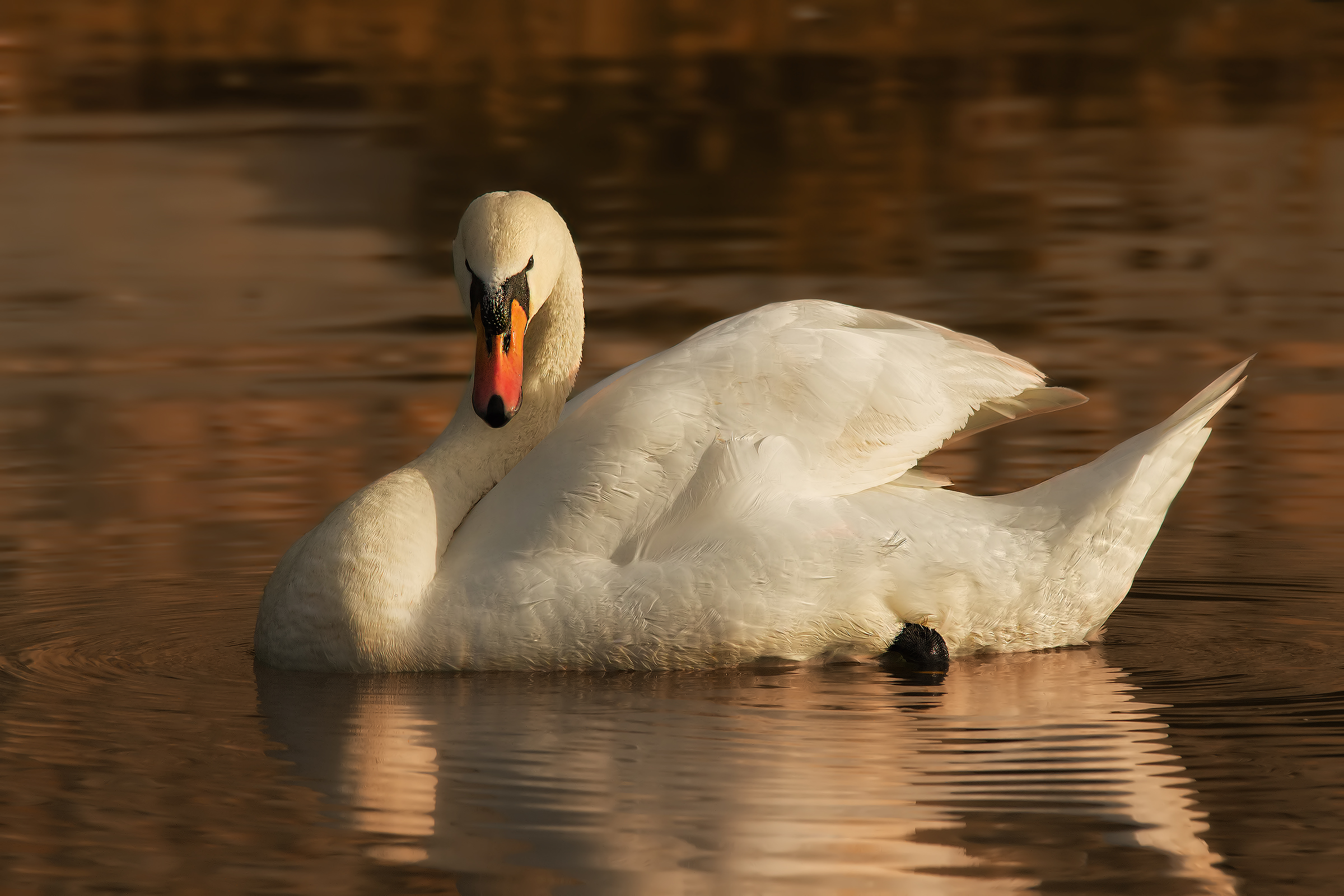 The King of the Golden Lake