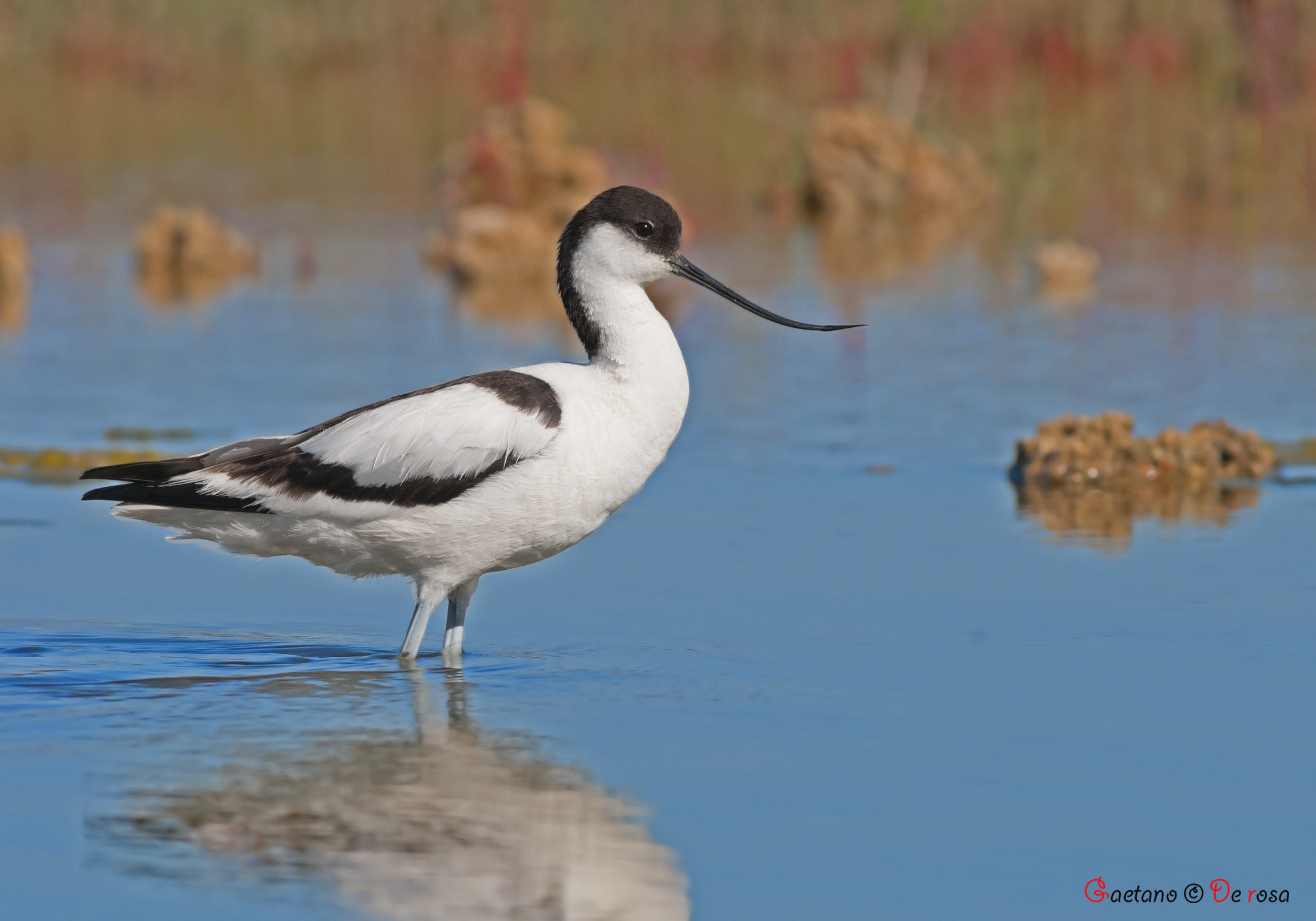 Avocetta.
