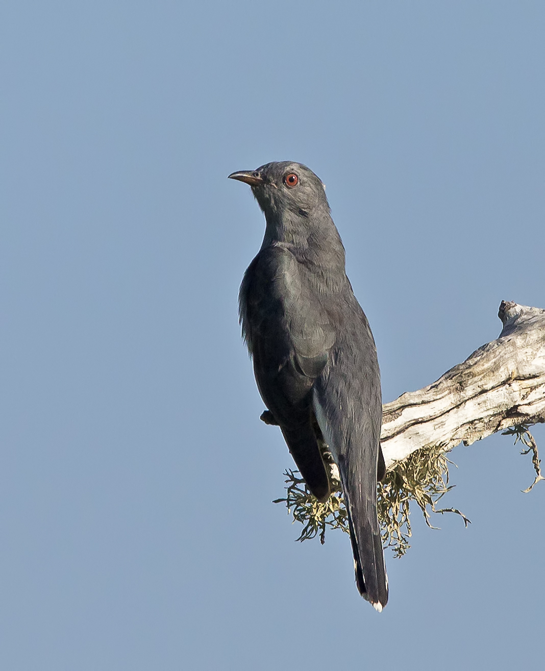 Cuculo drongo