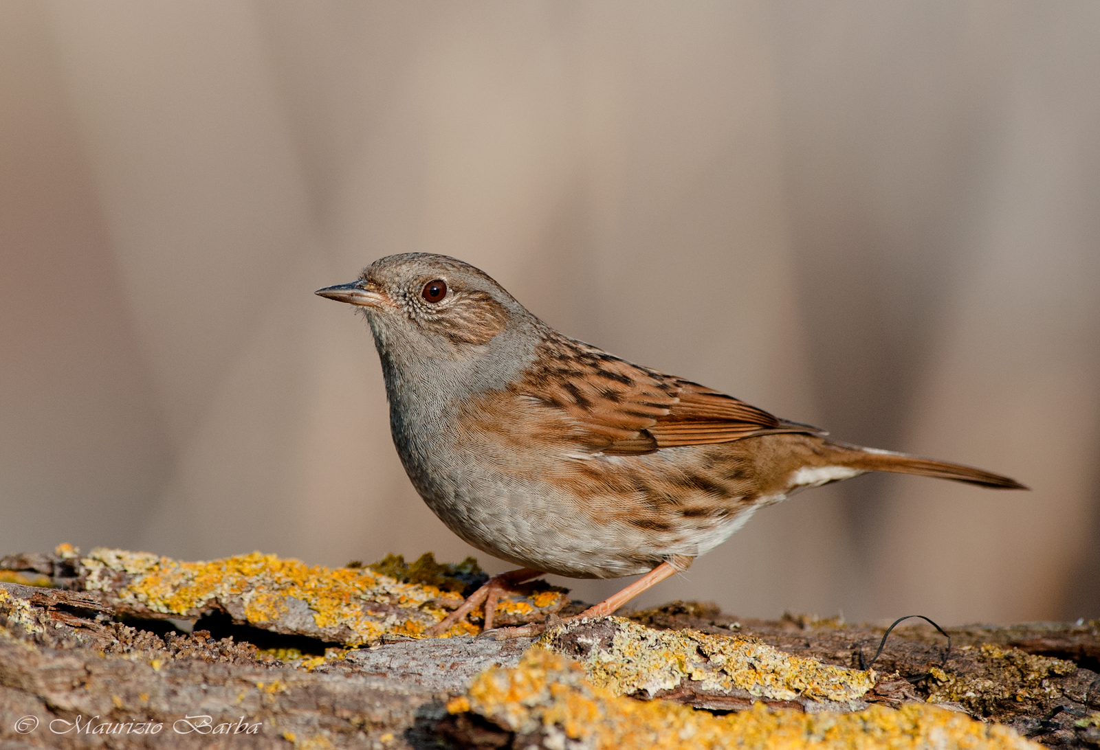 Dunnock