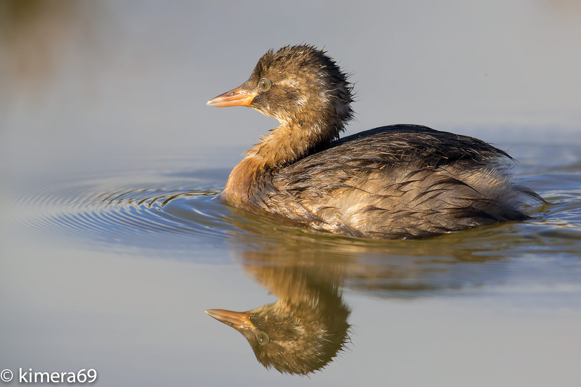 Tachybaptus ruficollis